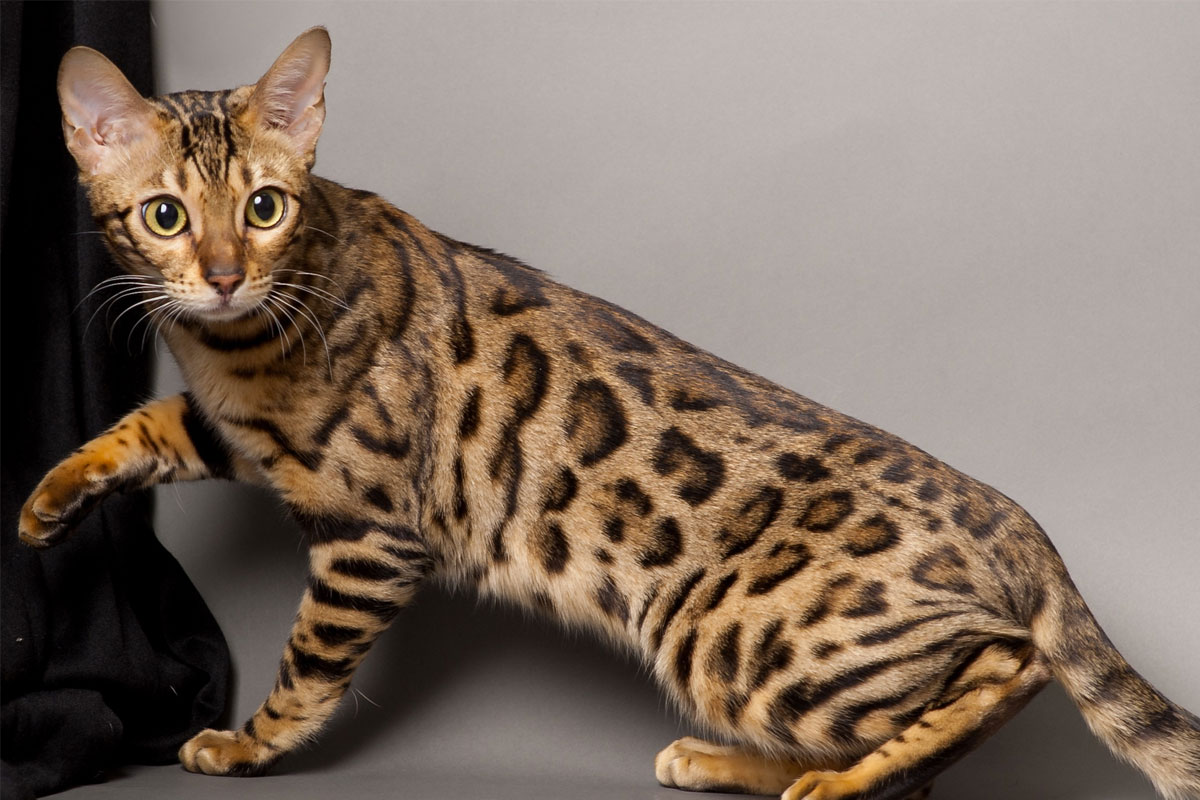 Bengal