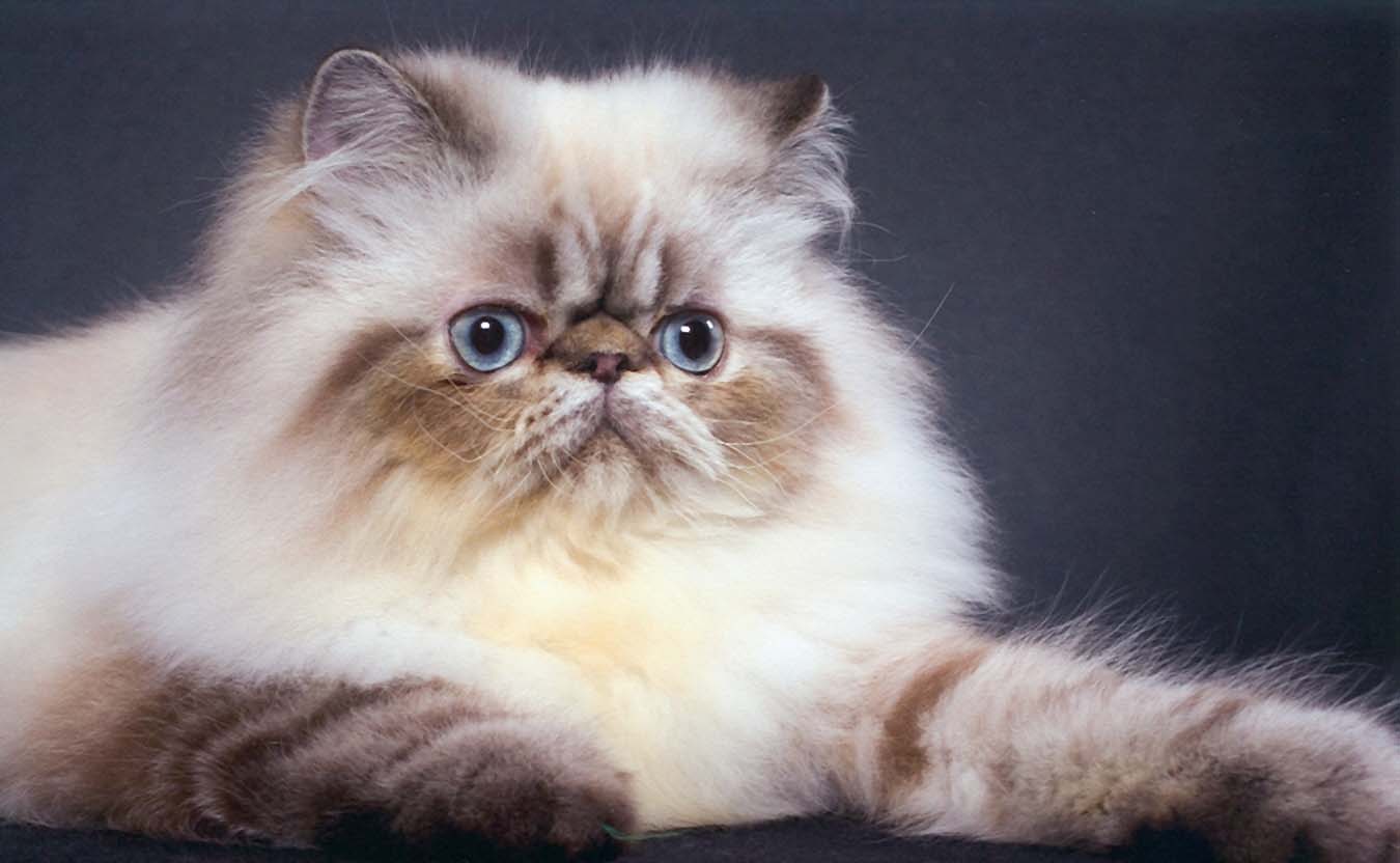 🐱 Choose Some Cats and We’ll Guess Your Exact Age Himalayan