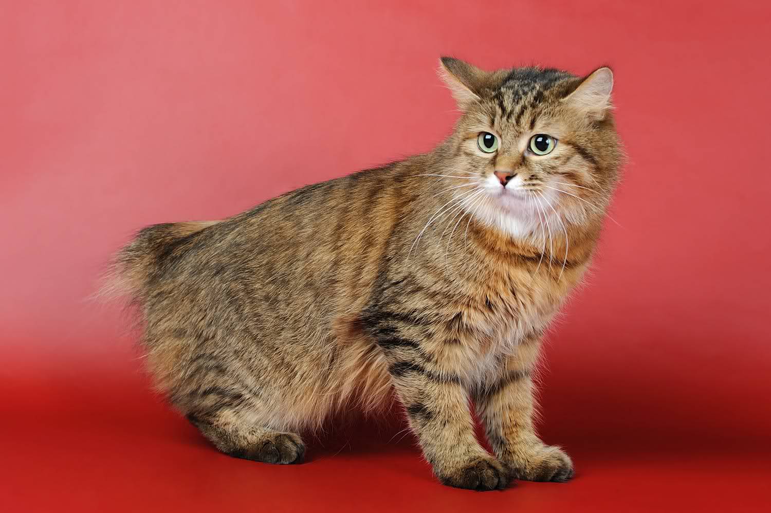 🐱 Choose Some Cats and We’ll Guess Your Exact Age American Bobtail