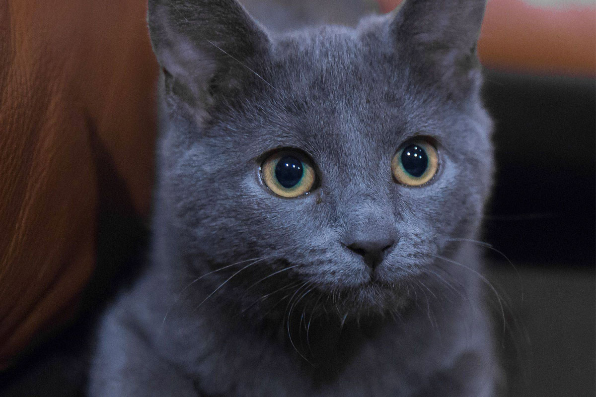 🐱 Choose Some Cats and We’ll Guess Your Exact Age Russian Blue