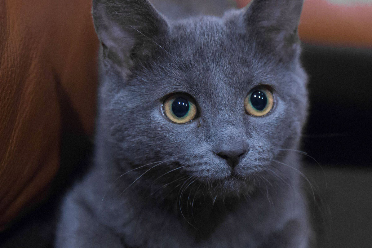 Russian Blue