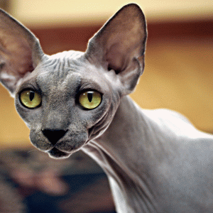 Cat Or Dog Breed Quiz Cat