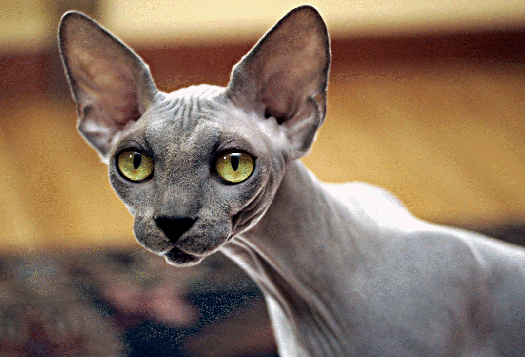 🐱 Choose Some Cats and We’ll Guess Your Exact Age Sphynx
