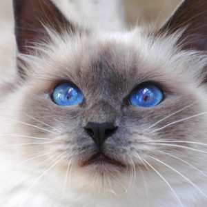 Cat Or Dog Breed Quiz Cat