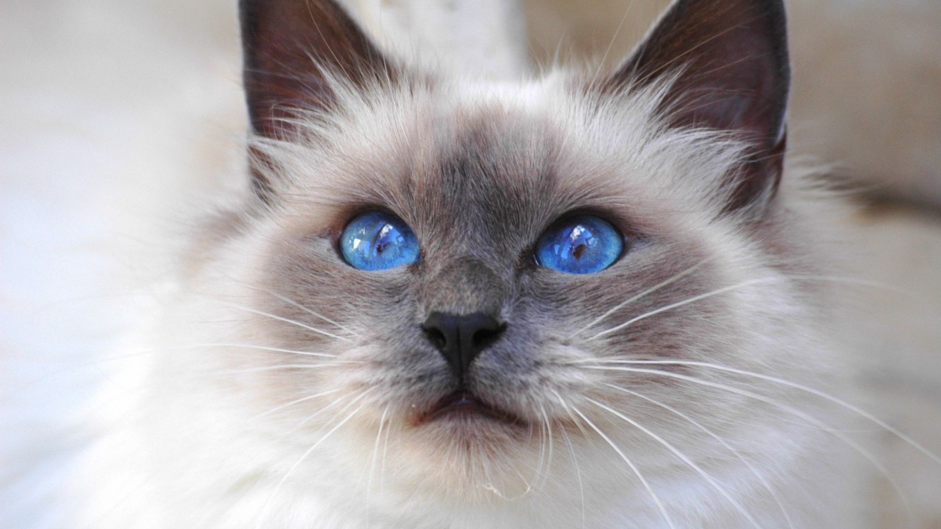 🐱 Choose Some Cats and We’ll Guess Your Exact Age Birman
