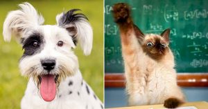 Pick Dogs & We'll Guess If You're Left or Right-Handed Quiz