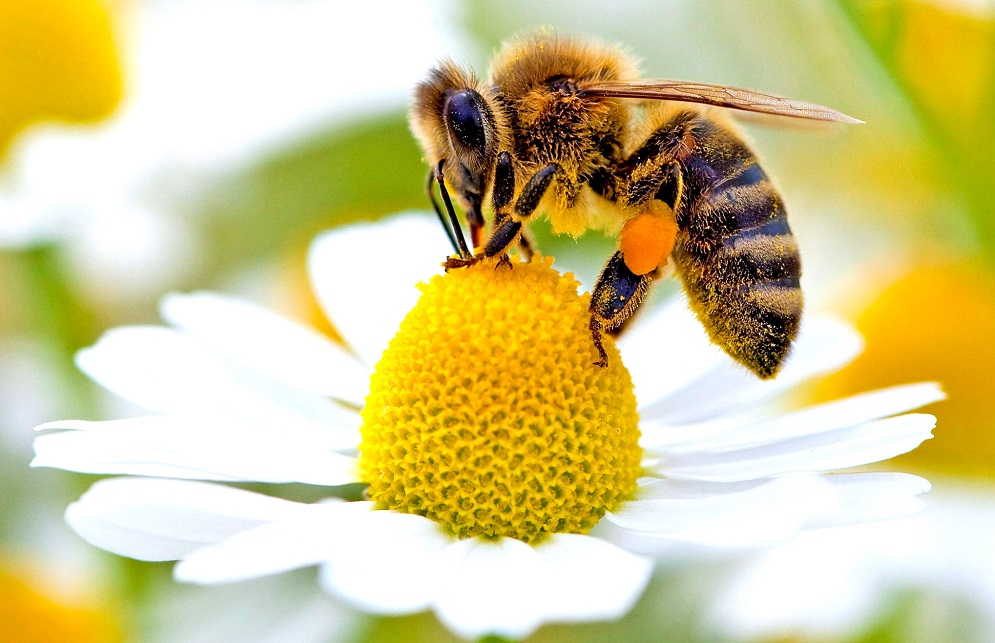 Do You Actually Know What These Idioms Mean? 12 bee