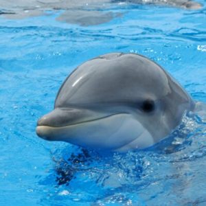 What Celebrity Do I Look Like? Dolphin