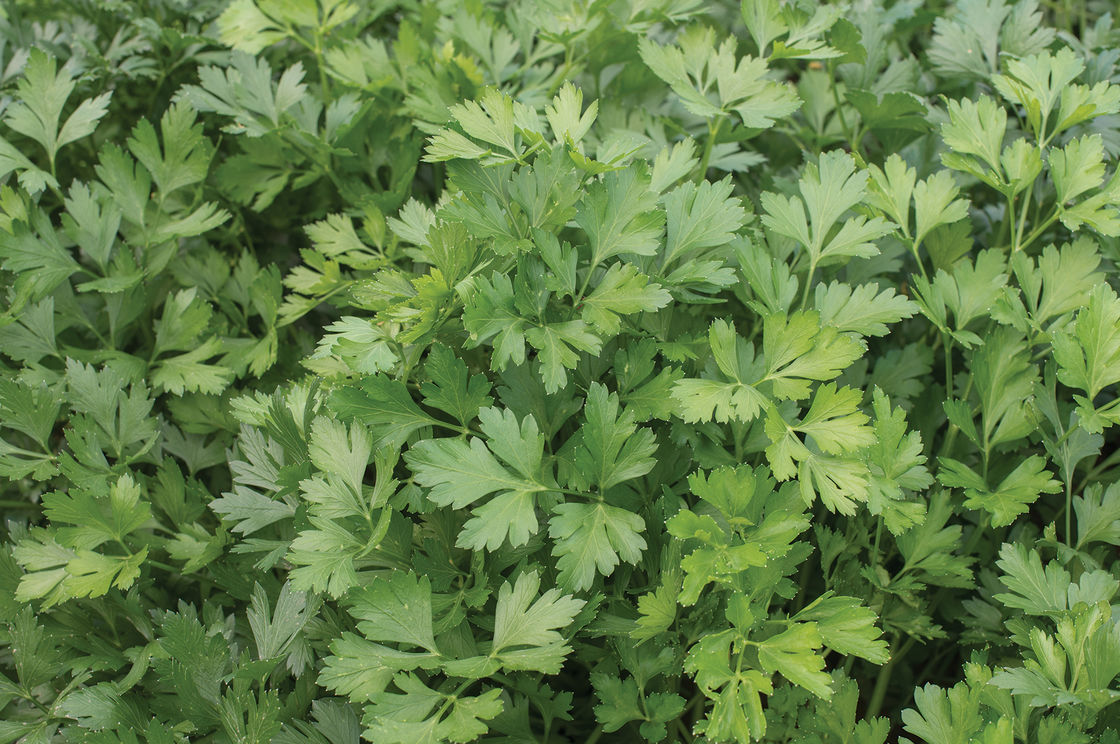 Picky Eater Test Parsley