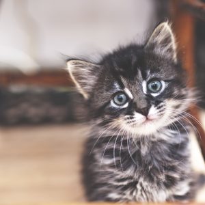 Foods Named After Animals Quiz Kitten
