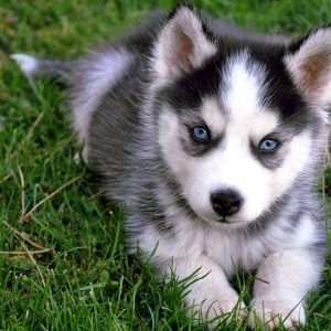 Can I Guess Zodiac Element By Team Of Animals You Build? Quiz Husky