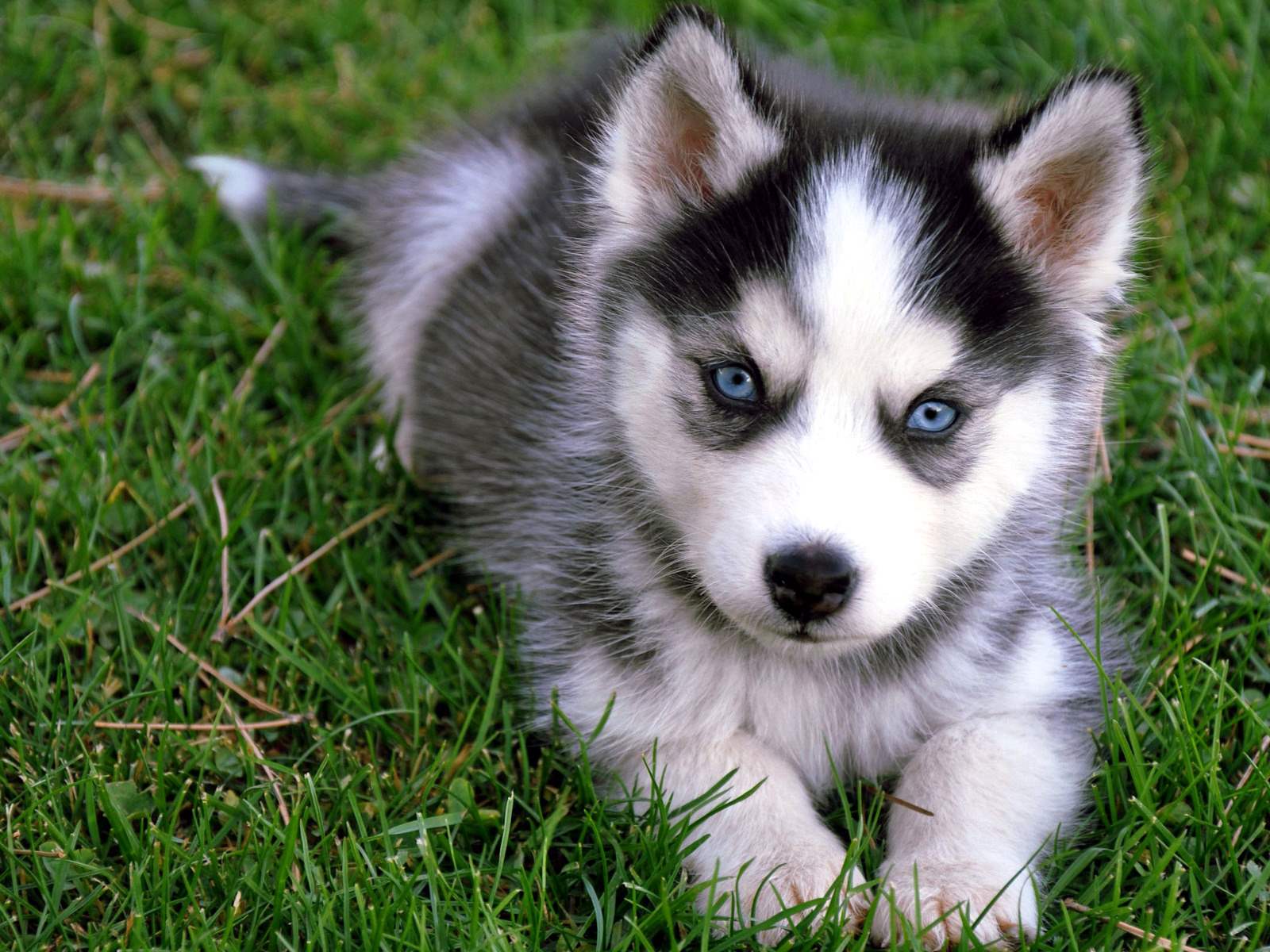 If You Want to Know the Number of 👶🏻 Kids You’ll Have, Choose Some 🐶 Dogs to Find Out Husky