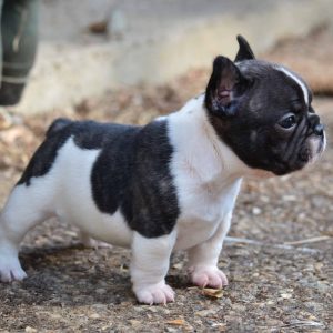 If You Want to Know the Number of 👶🏻 Kids You’ll Have, Choose Some 🐶 Dogs to Find Out French Bulldog