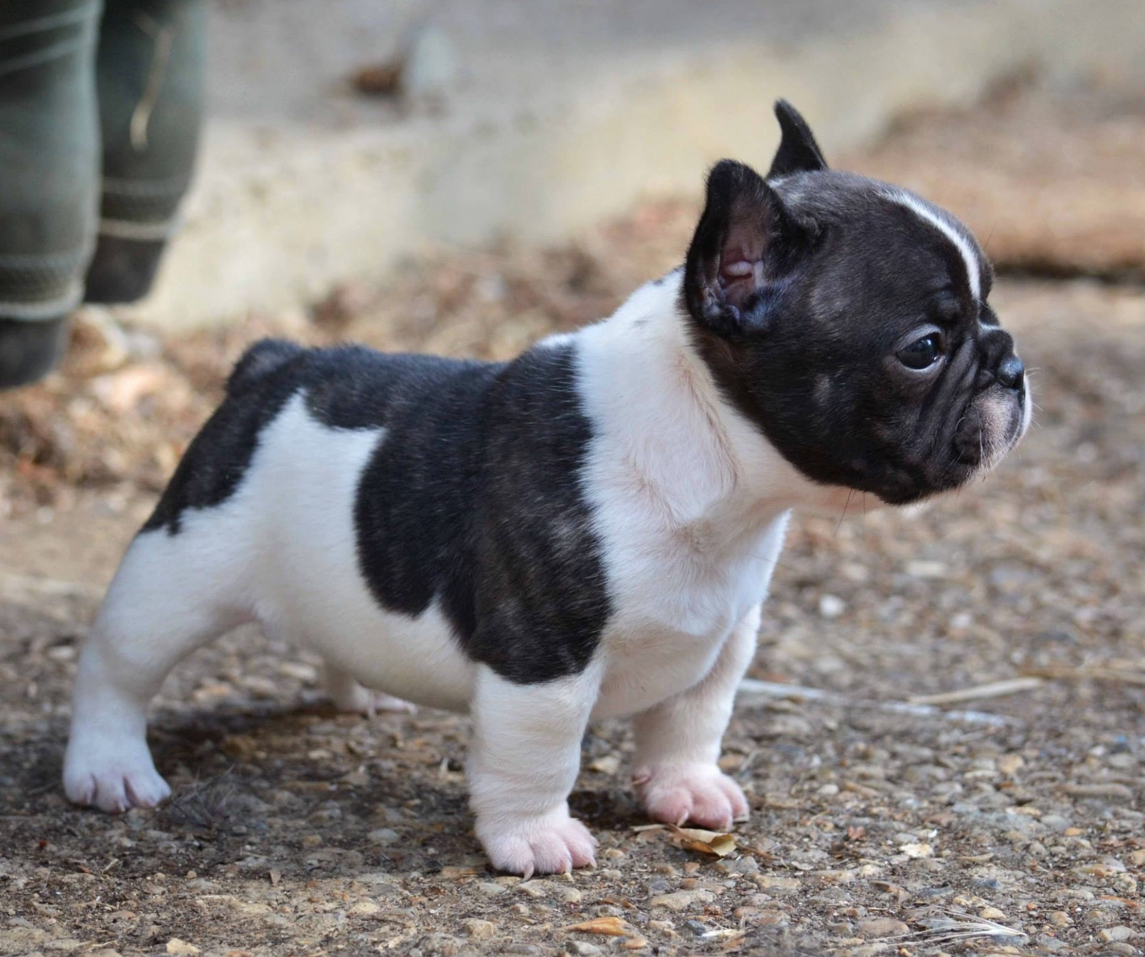 Only the Biggest Dog Lovers Can Identify All 20 of These Breeds 🐾 — Can You? French Bulldog