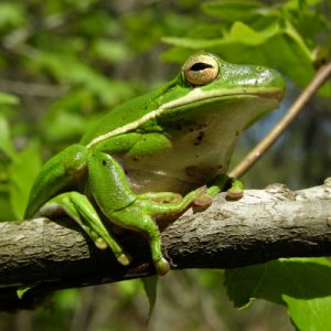 Are You Smarter Than A 5th Grader? Frog