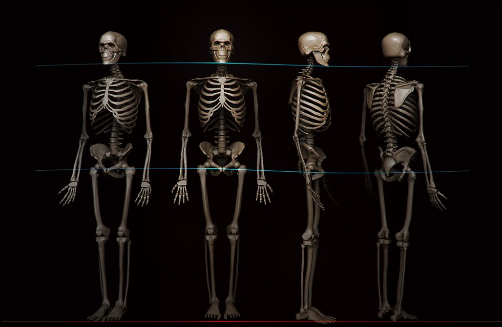 This Science Quiz Will Be Extremely Hard for Everyone Except Those With Seriously High IQ skeletons