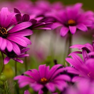 Haunted House Quiz Mysterious floral aroma