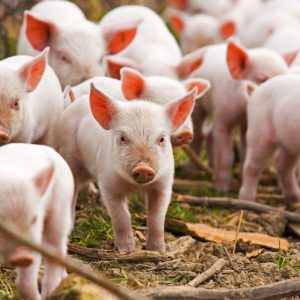 If You Can Get 18/24 on This Mixed Knowledge Quiz, You Probably Are the Smartest Friend Pigs
