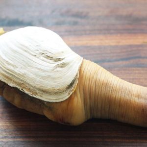 This Animal Quiz Might Not Be Hardest One You've Ever Taken, But It Certainly Isn't Easy Geoduck