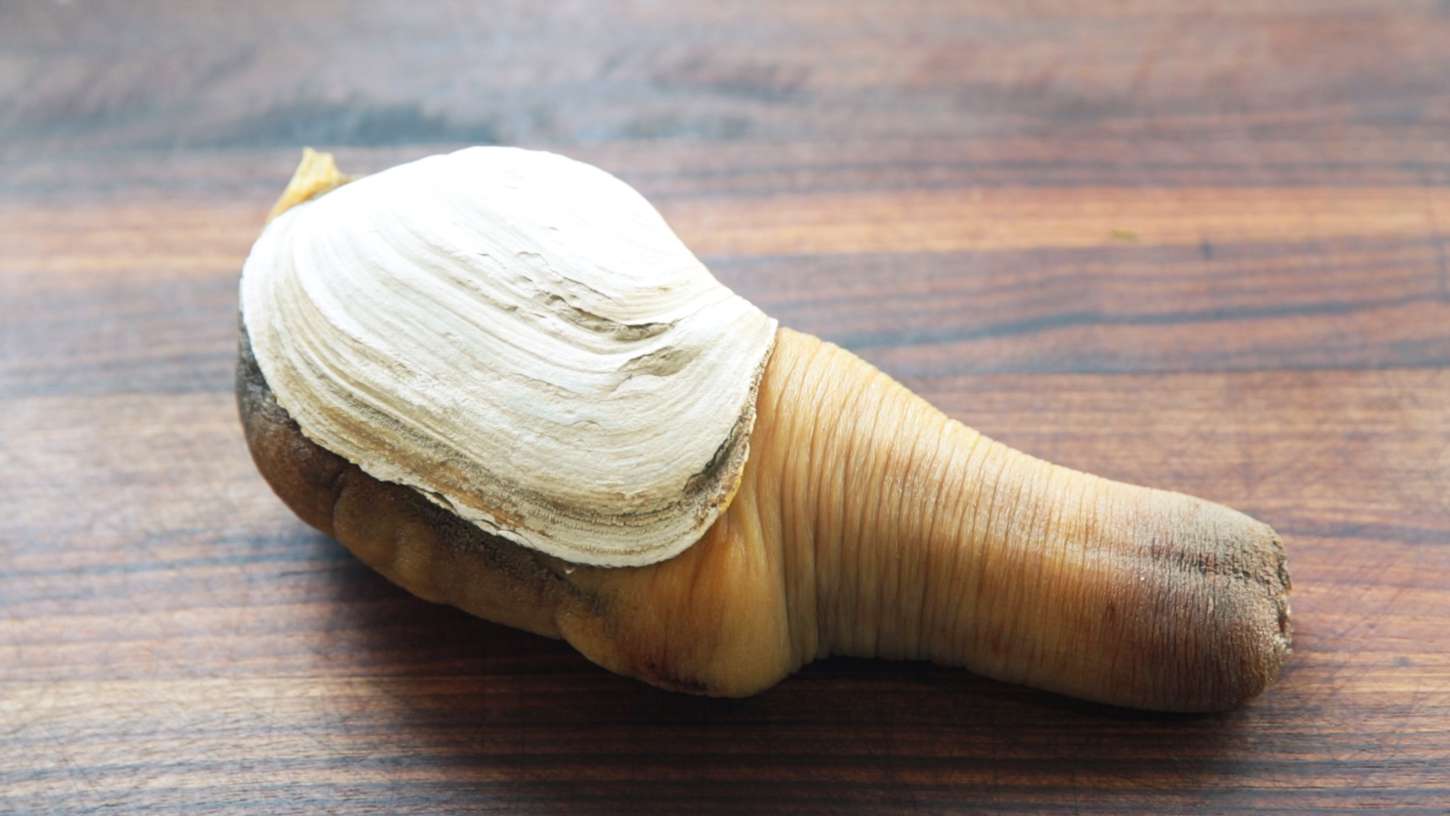 Can You Get Through Culinary School Without Getting Yelled at by Gordon Ramsay? geoduck