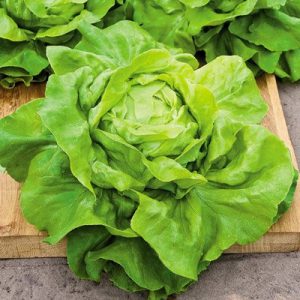 How Impressive Is Your General Knowledge? Quiz Lettuce