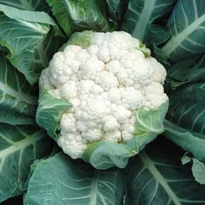 How Impressive Is Your General Knowledge? Quiz Cauliflower