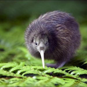 I Bet You Can’t Get 14/18 on This Geography Quiz Kiwi