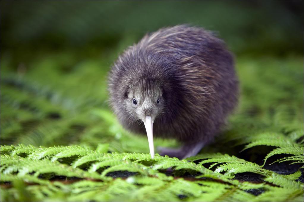 Most People Can’t Match 16/24 of These National Animals to Their Country on a Map – Can You? Kiwi bird