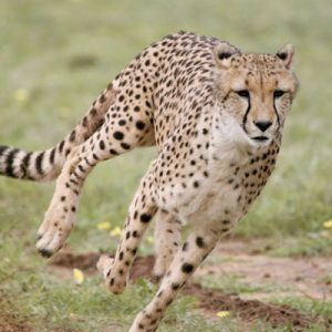Can You Correctly Answer 15 Random General Knowledge Questions? Cheetah