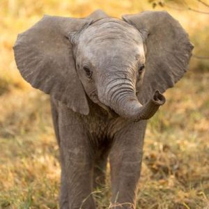 How Impressive Is Your General Knowledge? Quiz Elephant