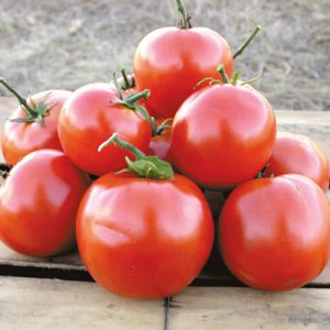 How Impressive Is Your General Knowledge? Quiz Tomatoes