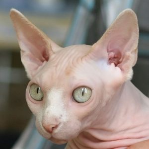 🐱 Build a Cat and We’ll Guess What You Look Like Hairless