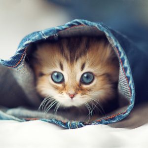 😺 How Much Of A Cat Person Are You? Quiz Fun!