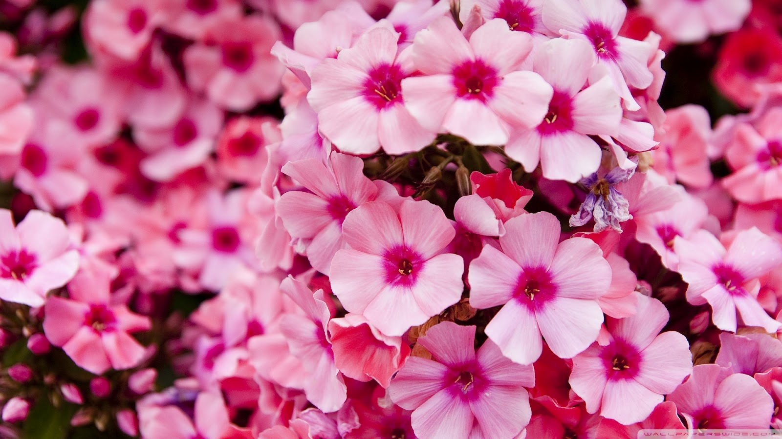 How Well-Rounded Is Your Knowledge? Take This General Knowledge Quiz to Find Out! flowers2