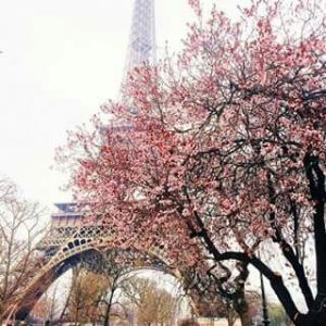 Spend a Day in Paris and We’ll Reveal a Truth About You Cherry Blossom Hunting