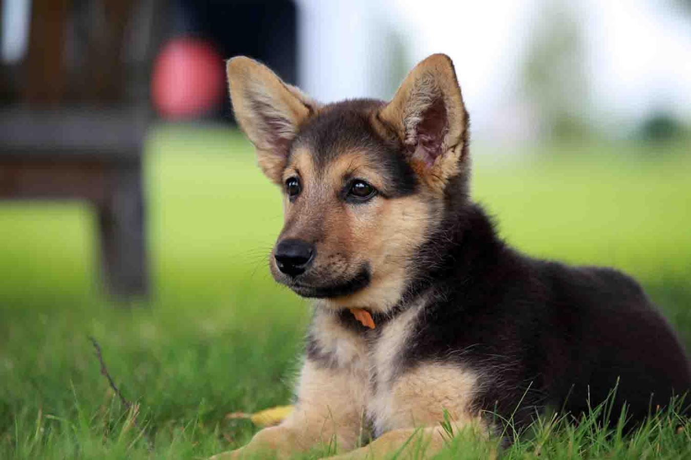 You got: German Shepherd! Choose 5 Snacks 🍪, 5 Desserts 🍰 and 5 Drinks 🍹 and We’ll Tell You Which Puppy You Should Adopt