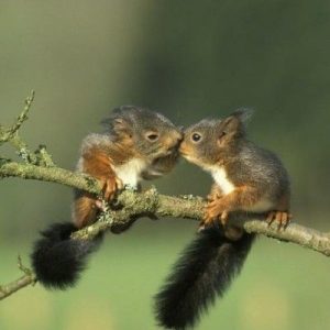 What You Notice First in These Images Will Reveal a Deep Truth About You Squirrels on a Tree Branch