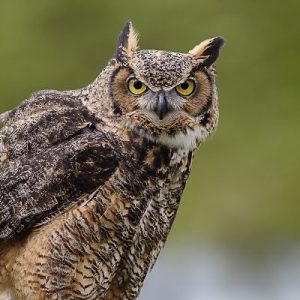 What You Notice First in These Images Will Reveal a Deep Truth About You Owl