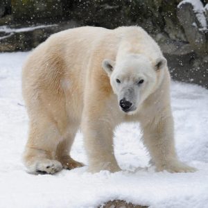 This Strange Animal Facts Quiz Gets Harder With Each Question — Can You Get 10/15? Polar bears