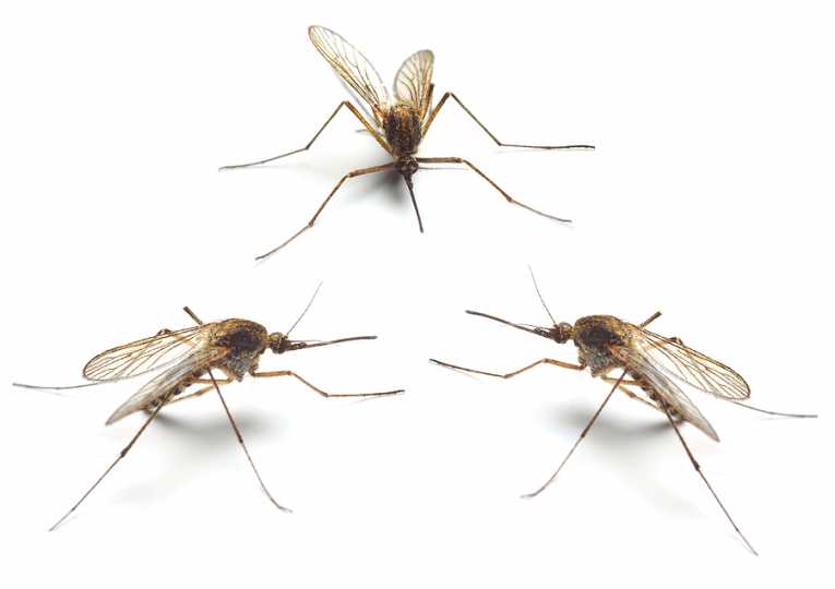 Can You Identify the Plural of These Tough Words? 03 mosquito