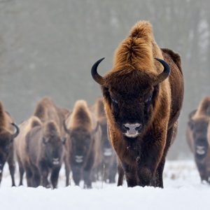 Can We Accurately Guess Your Zodiac Element Just by the Team of Animals You Build? Bison