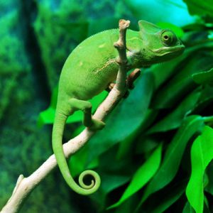 Which Disney Princess Are You? Chameleon