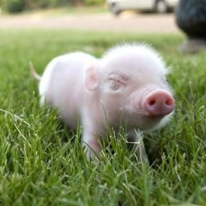 Create Imaginary Family to Know Which Fictional Family … Quiz Teacup pig