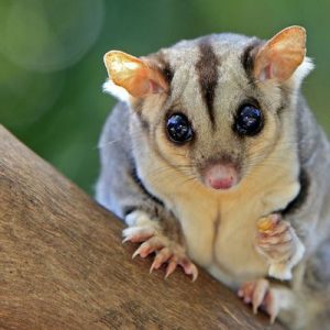 Create Imaginary Family to Know Which Fictional Family … Quiz Sugar Glider