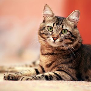 Pick of Your Favorite Things to Know Your Zodiac Sign Quiz Cat