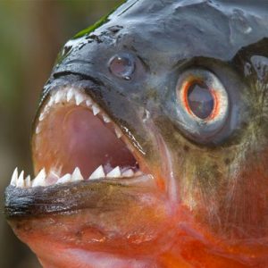 😨 Can We Guess Your Age by What You’re Afraid Of? Piranha
