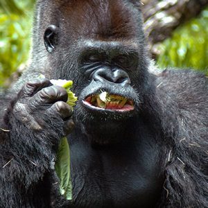 😨 Can We Guess Your Age by What You're Afraid Of? Quiz Gorilla