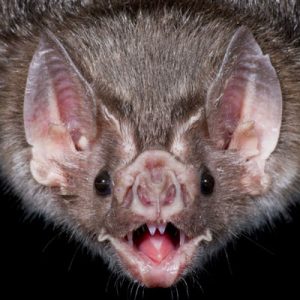 😨 Can We Guess Your Age by What You're Afraid Of? Quiz Bat