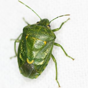 😨 Can We Guess Your Age by What You're Afraid Of? Quiz Stink bug