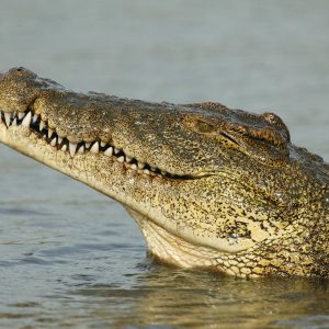 Second Largest Animals Crocodile
